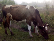 Коровы дойные на молоко