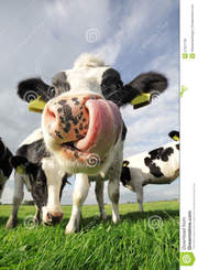Куплю корову на молоко в с.Разумовка с ближайших сел.