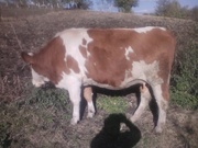 Продам тильную телку на корову тильность 7 месяцев