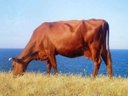 Продаю корову - червона степова